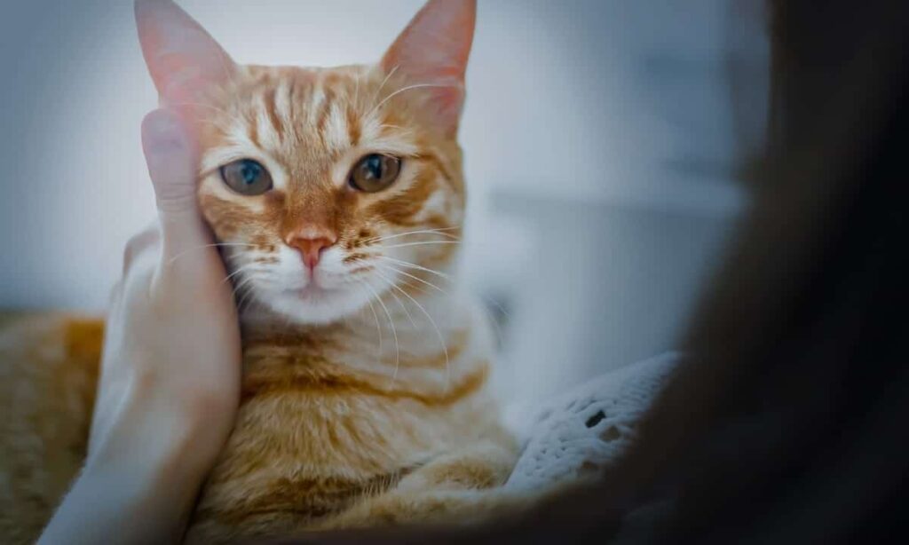 long happy cat life