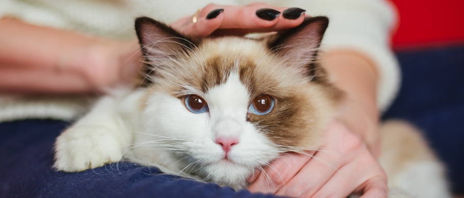 cat breeds for families