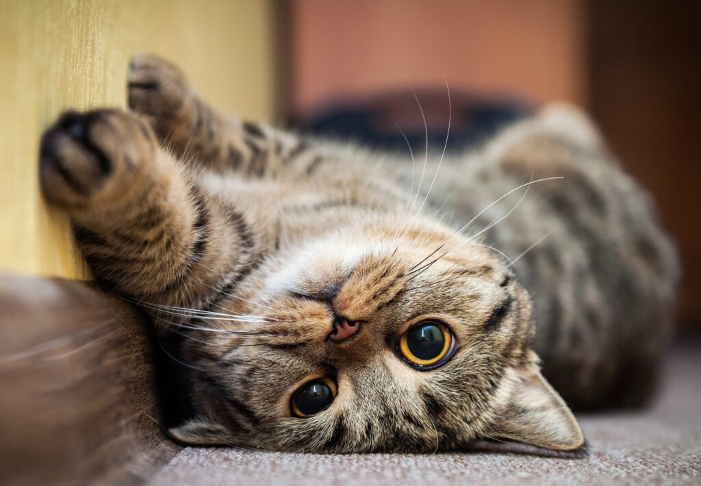 happy cat signs